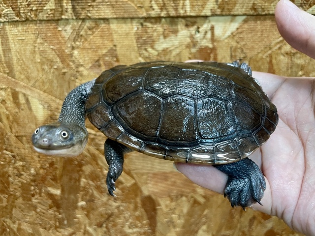 マッコードナガクビガメ(完品)