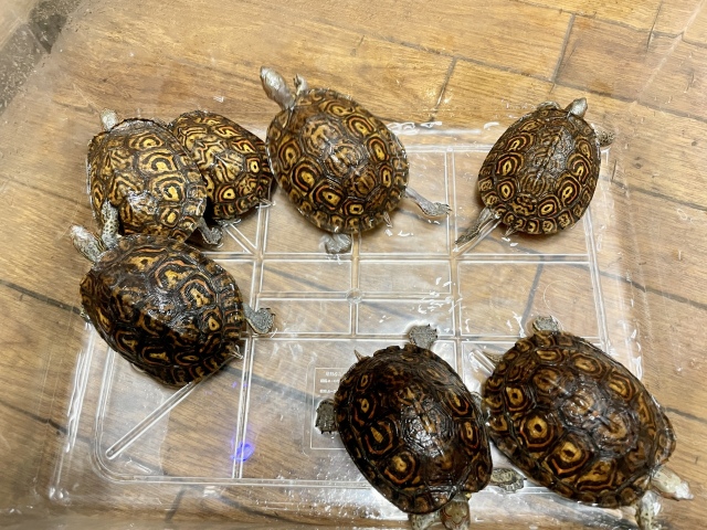 コスタリカアカスジヤマガメ