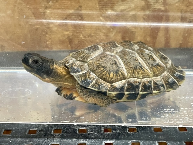 モリイシガメ