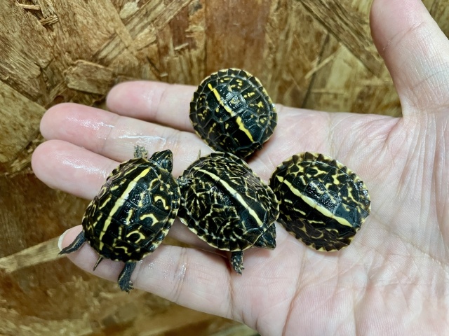 フロリダハコガメ