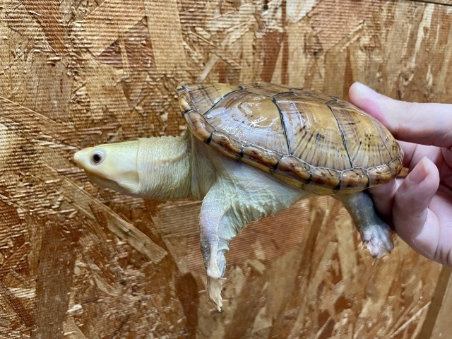 ハラガケガメ(スーパーハイポ)